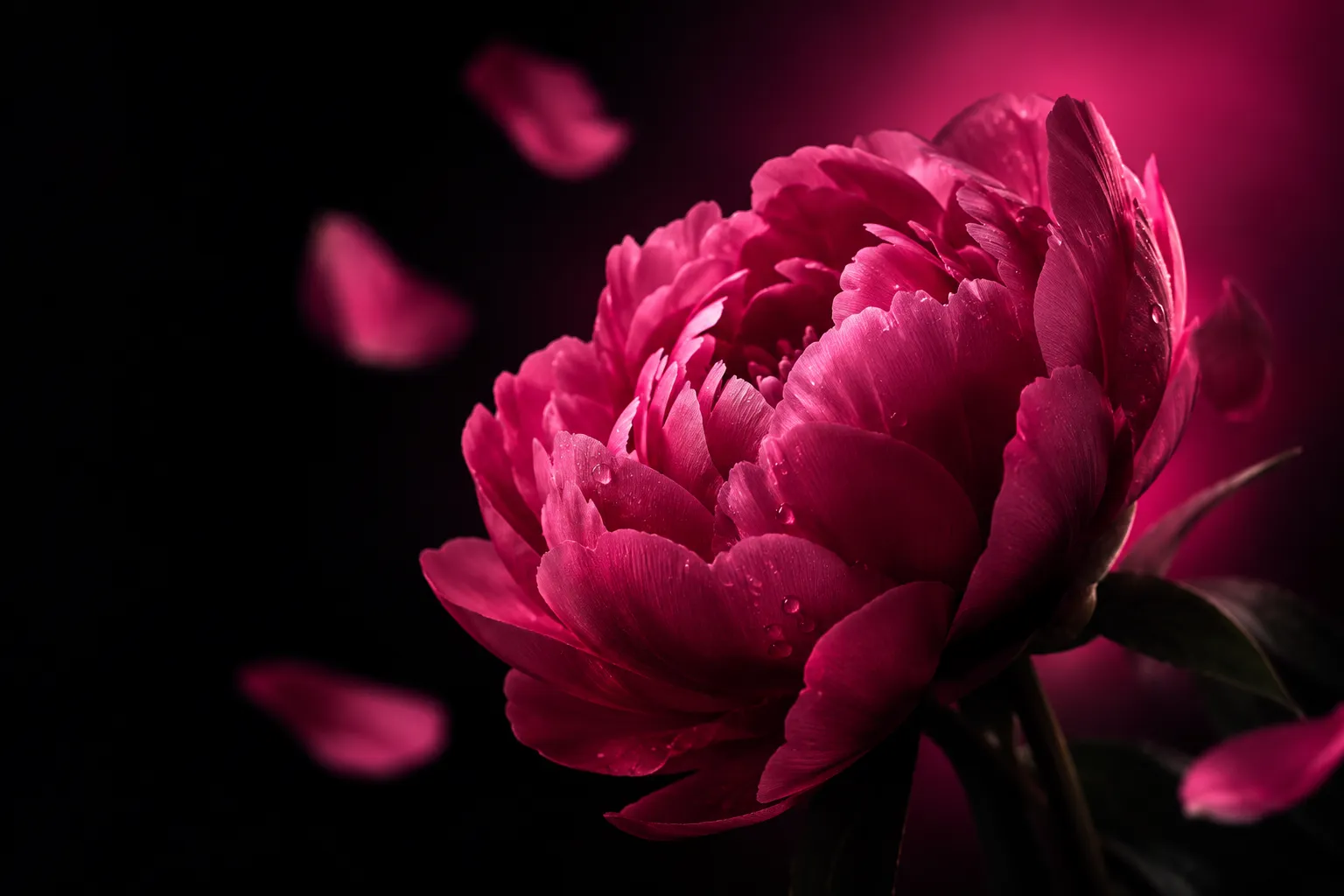 Peonía fucsia en flor sobre fondo oscuro